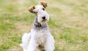 fox terrier