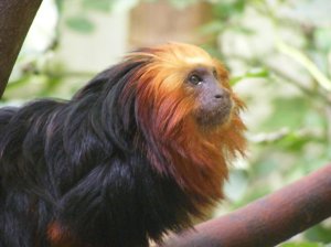 Fire Monkey - this is going to be your year, my simian friend