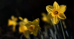 giphy (7)
