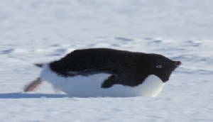 199676-penguin-in-the-snow