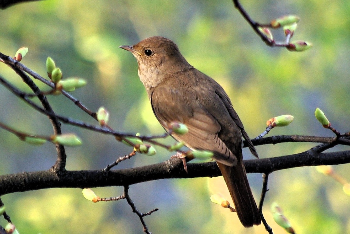 Nightingale_of_ancient_Uglich